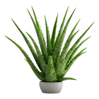 ai generiert 3d Rendern von ein Aloe vera im ein Topf auf transparent Hintergrund - - ai generiert png