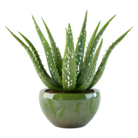 ai generato 3d interpretazione di un' aloe Vera nel un' pentola su trasparente sfondo - ai generato png