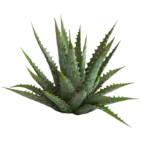 ai generiert 3d Rendern von ein Aloe vera im ein Topf auf transparent Hintergrund - - ai generiert png