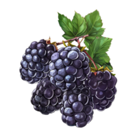 AI generated Sticker of a Blackberries with Leaves On a Transparent Background - Ai Generated png
