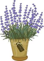 lavanda flores planta en maceta handrawn elemento clipart vector ilustración para Decorar invitación saludo cumpleaños fiesta celebracion Boda tarjeta póster bandera antecedentes