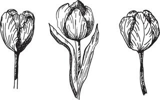 The tulips set is a drawing highlighted on a white background. A hand-drawn drawing of a tulip in ink. Vector illustration