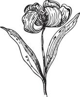 The tulips set is a drawing highlighted on a white background. A hand-drawn drawing of a tulip in ink. Vector illustration