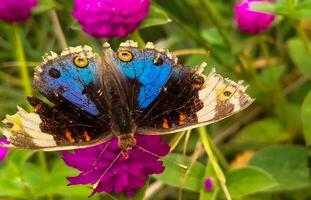 azul globo ocular mariposa foto