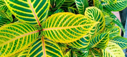 AMAZON APHELANDRA CADIUM FLOWERS ARE YELLOW photo