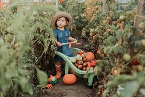 girl harvesting crop of vegetables and fruits and puts it in garden wheelbarrow. autumn concept photo