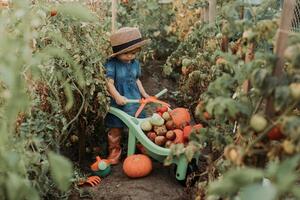 girl harvesting crop of vegetables and fruits and puts it in garden wheelbarrow. autumn concept photo