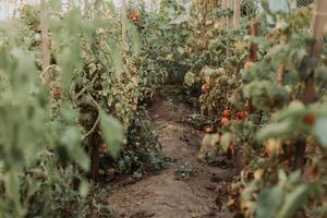 Plantation with fresh tomato. Rows tomato plants growing inside greenhouse. Industrial agriculture photo