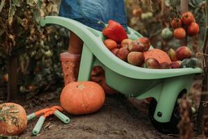 little girl harvesting crop of vegetables and fruits and puts it in garden wheelbarrow. young farmer photo