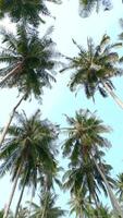 inferior Visão do a alta coco Palma árvores contra a pano de fundo do a azul céu. video