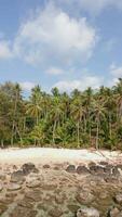 A white, empty beach, crystal clear water, and coconut palm trees on an island. video