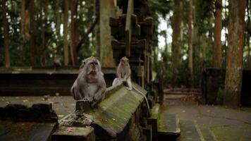 Due scimmie seduta su un' calcestruzzo recinto nel un' foresta di alberi video