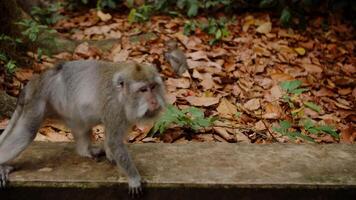 mono obtiene asustado y carreras lejos cuando un niña intentos a alimentar él, salvaje animal video