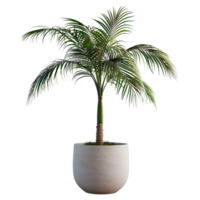 ai gegenereerd 3d renderen van een groen palm boom in een pot Aan transparant achtergrond - ai gegenereerd png
