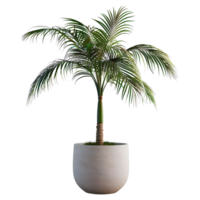 ai generiert 3d Rendern von ein Grün Palme Baum im ein Topf auf transparent Hintergrund - - ai generiert png