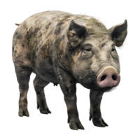 ai généré 3d le rendu de une porc permanent sur transparent Contexte - ai généré png