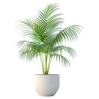 ai generiert 3d Rendern von ein Grün Palme Baum im ein Topf auf transparent Hintergrund - - ai generiert png