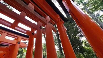 Kyoto, japan på oktober 1, 2023. punkt av se av människor gående ser upp och vändning bland hundratals av till synes ändlös banor av vibrerande orange toriien grindar den där linje de närma sig till mt. inari. video