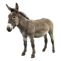 AI generated 3D Rendering of a Donkey Standing on Transparent Background - Ai Generated png