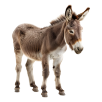 ai generado 3d representación de un Burro en pie en transparente antecedentes - ai generado png