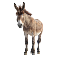 AI generated 3D Rendering of a Donkey Standing on Transparent Background - Ai Generated png