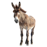 ai generado 3d representación de un Burro en pie en transparente antecedentes - ai generado png