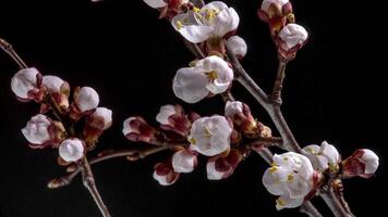 primavera fiori apertura. bellissimo primavera albicocca albero fiorire Aperto lasso di tempo, vicino su. fioritura fondale su nero sfondo. video