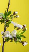 tempo periodo di il fioritura di bianca petali di un' Mela fiore su giallo sfondo. primavera tempo periodo di apertura bellissimo fiori su rami Mela albero. macro sparo, verticale filmato. video