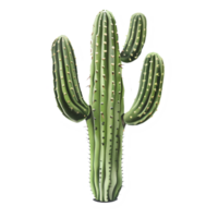 ai generado pegatina de un cactus planta en un transparente antecedentes - ai generado png