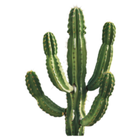 ai generato etichetta di un' cactus pianta su un' trasparente sfondo - ai generato png