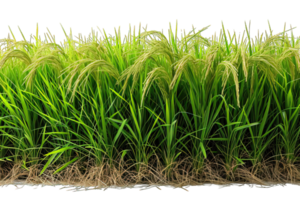 AI generated rice field isolated on transparent background ,rice farm png ,generative ai