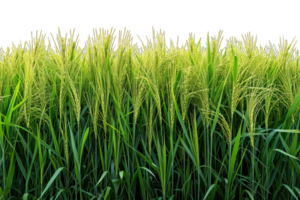 ai generado arroz campo aislado en transparente antecedentes ,arroz granja png ,generativo ai