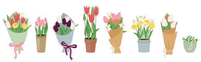 Set of vector early spring garden flowers in bouquets and pots. Floral design elements for Happy women's day March 8, Valentine's Day, birthday. Blooming tulips and daffodils isolated on white