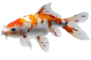 AI generated side view of koi fish isolated on transparent background ,generative ai png