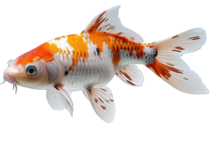 ai generato lato Visualizza di koi pesce isolato su trasparente sfondo ,generativo ai png