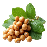 AI generated soybeans isolated on transparent background ,generative ai png