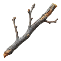 AI generated wooden branch isolated on transparent background ,dry wooden stalk ,generative ai png