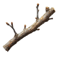 AI generated wooden branch isolated on transparent background ,dry wooden stalk ,generative ai png