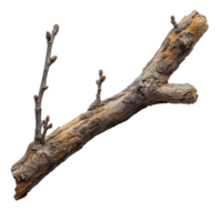 AI generated wooden branch isolated on transparent background ,dry wooden stalk ,generative ai png