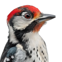 AI generated woodpecker isolated on transparent background ,woodpecker macro potrait ,generative ai png