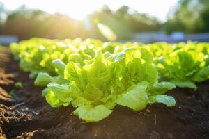 AI generated Green Field organic lettuce food. Generate AI photo