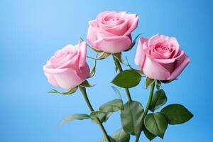 AI generated Tranquil Pink roses blue background bush. Generate Ai photo