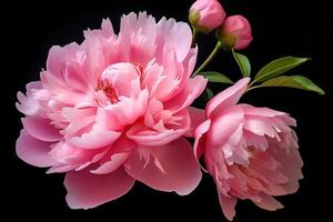 AI generated Fragrant Pink peony flower. Generate Ai photo