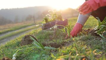 Plant flowers. Plant flowers in the garden outside. Transplanting and growing flowers. Horticulture and agriculture concept. Female gardener plants beautiful spring garden flowers in backyard video