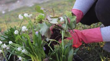 fabriek bloemen. fabriek bloemen in de tuin buiten. verplanten en groeit bloemen. tuinbouw en landbouw concept. vrouw tuinman planten mooi voorjaar tuin bloemen in achtertuin video