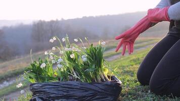 une Jeune femme met sur protecteur rose caoutchouc gants et prépare à plante printemps fleurs dans le cour. concept de agriculture. le premier printemps fleurs video