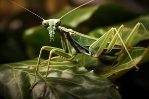 AI generated Predatory Praying mantis bug. Generate Ai photo