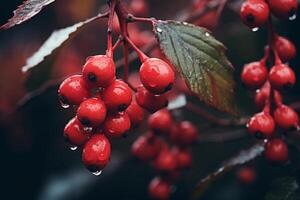 AI generated Succulent Red berries branch fall ripe. Generate Ai photo