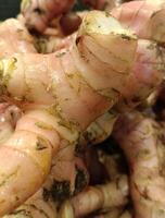 fresh Galangal  in the container photo