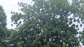 un naturaleza verde arboles en el yarda foto